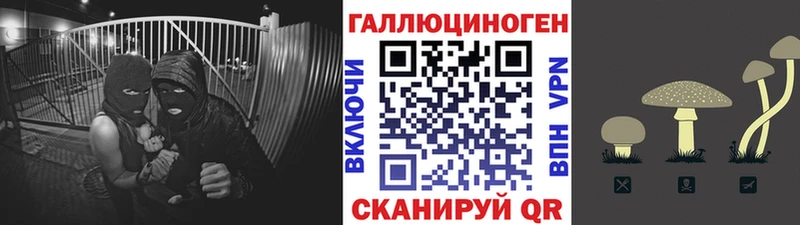 где можно купить   Переславль-Залесский  Псилоцибиновые грибы Psilocybine cubensis 
